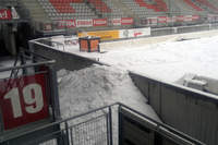 Picot sous la neige - Photo n°8